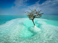The Solitary Tree at the Dead Sea