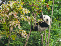 Top 26 Exciting Things to Experience in Chengdu When Traveling