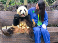 The Dujiangyan Panda Base in Chengdu