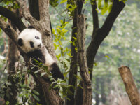 Top 14 Best Places to See Giant Pandas in China