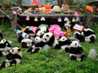 Giant Panda Research and Breeding Base in Chengdu