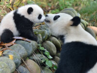 Explore Bifengxia Panda Base – What You Need to Know