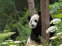 Explore the Beauty of Wolong National Nature Reserve